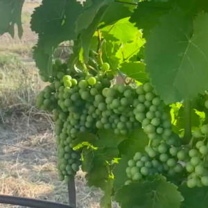 i grappoli del nostro Pecorino prendono forma