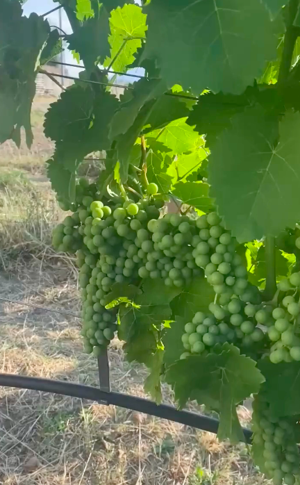 i grappoli del nostro Pecorino prendono forma