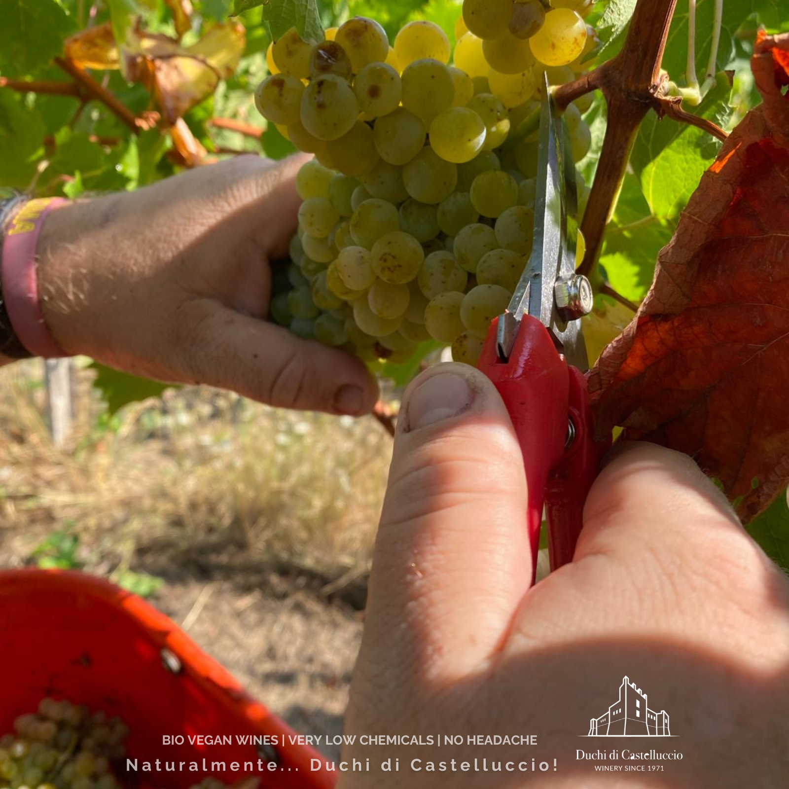 È tempo di vendemmia ai Duchi di Castelluccio!